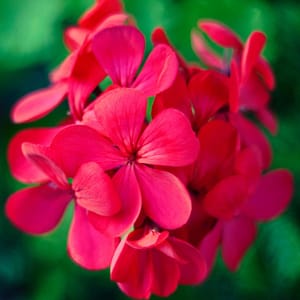 Photo of a red geranium